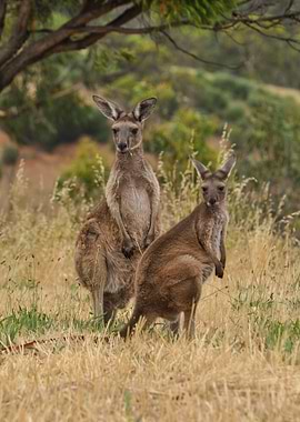Two Kangaroos in a grassy field