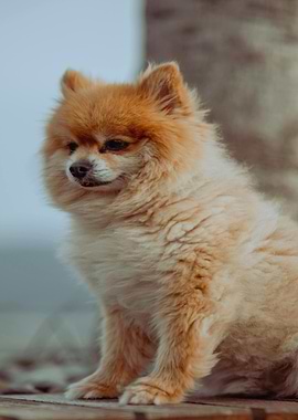Pomeranian dog portrait