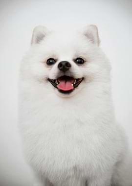 Smiling White Pomeranian Dog Portrait