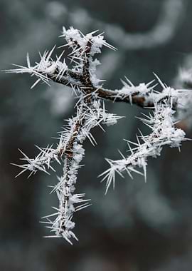 Frozen Branch with Ice Crystals