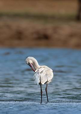 Spoonbill preening in water