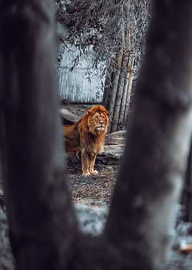Majestic Lion Portrait Through the Trees