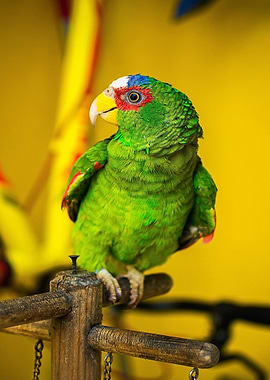 Green Parrot Perched on Wooden Stand