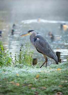 Grey Heron by a Misty Lake