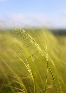 Green Grass Field Under Blue Sky