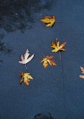 Autumn Leaves on Dark Surface