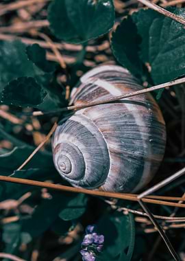 Snail Shell in Greenery