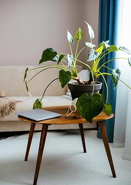 Indoor plant on a wooden table
