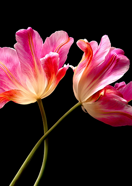 Two Pink Tulips on Black Background