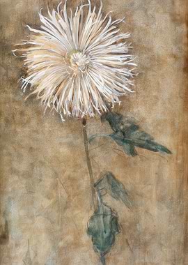 Floral Painting: Chrysanthemum on Brown Background,artist piet mondrian