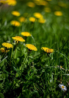 Dandelions in a green field