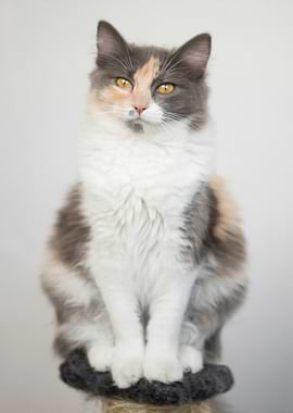 Calico Cat Portrait on Cat Tree