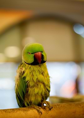 Green Parrot Portrait