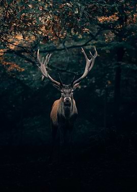 Majestic Stag in Dark Forest