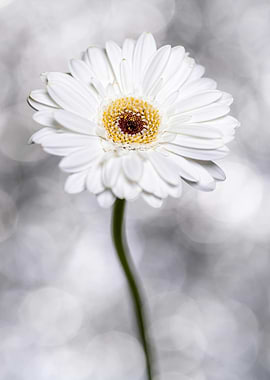 White Gerbera Daisy Flower Portrait