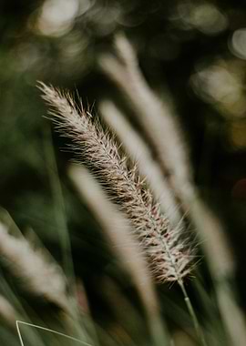 Close-up of Wheatgrass in Nature