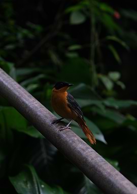 Orange and Black Bird on Branch