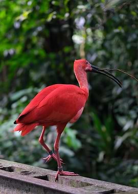 Scarlet Ibis Bird Portrait