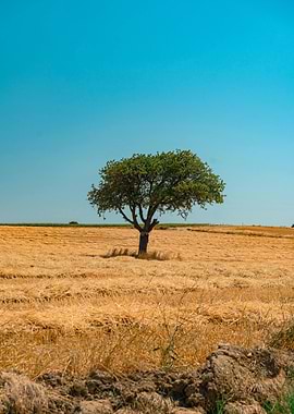 Lone Tree in Golden Field
