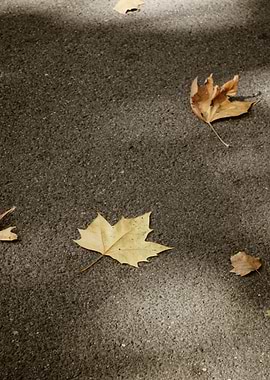 Autumn Leaves on Concrete
