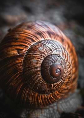 Close-up of a snail shell