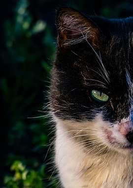 Black and White Cat
