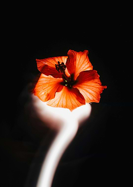 Hibiscus flower on black background