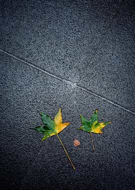 Autumn Leaves on Wet Pavement