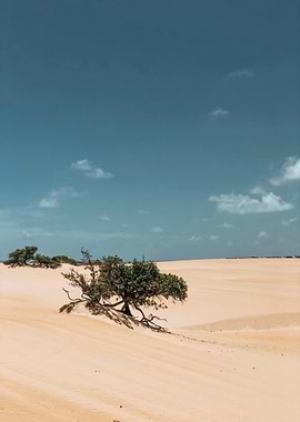 Desert Landscape with Trees and Sky
