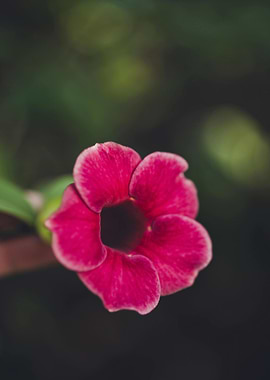 Close-up of a Vibrant Pink Flower
