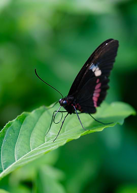 Black Butterfly on Green Leaf