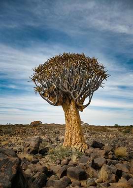 Quiver Tree in rocky landscape