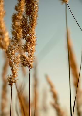 Golden Wheat Field at Sunset