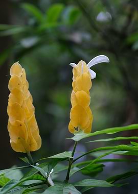 Golden Shrimp Plant Pachystachys lutea