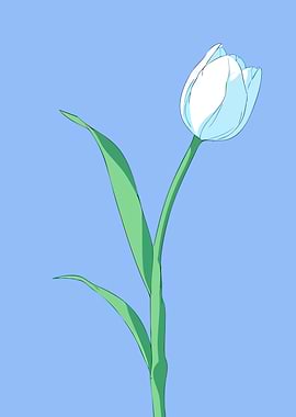 White Tulip Illustration on Blue Background