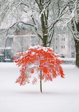 Red Tree in Winter Snow