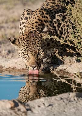 Reflections of a Hunter — Leopard at the Waterhole, Botswana