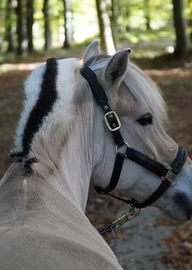 Horse Portrait with Black Bridle