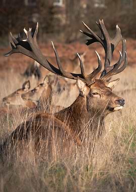 Majestic Red Deer in Grassy Field