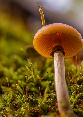Mushroom with Fly on Stem
