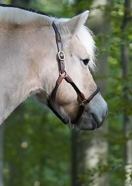 Horse portrait with bridle in nature