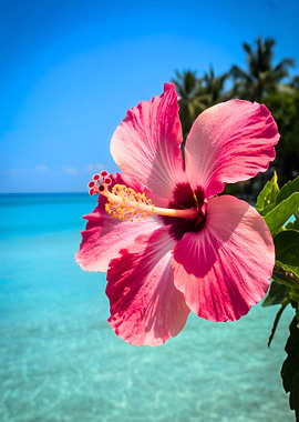 Pink Hibiscus Flower on Tropical Beach