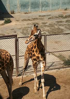 Giraffe in Enclosure
