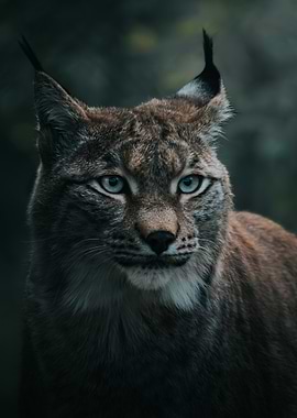 Lynx Portrait with Piercing Blue Eyes