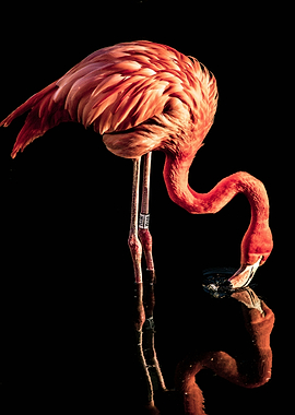 Flamingo Drinking Water