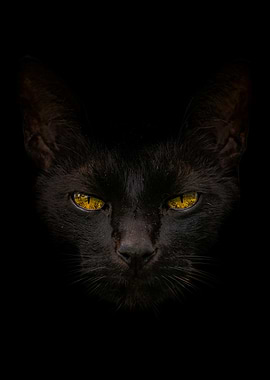 Black Cat with Golden Eyes