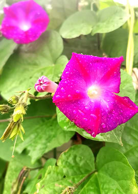 Pink Morning Glory Flowers with Dew