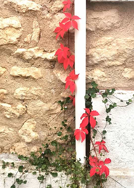 Red Ivy on Stone Wall