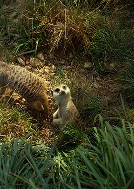 Meerkat Standing Alert in Grassy Habitat