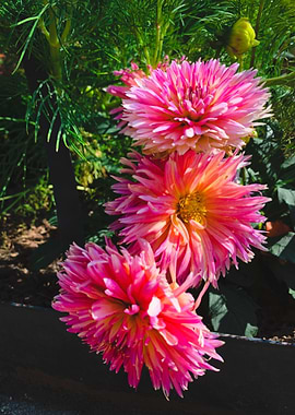 Pink Dahlia Flowers in Bloom